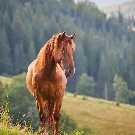 Sajmon So Saunou Makov