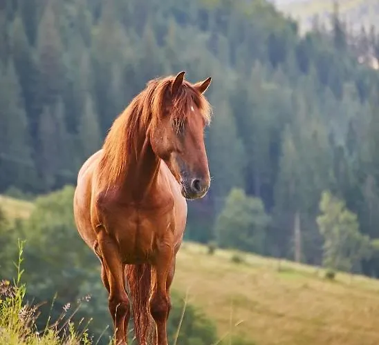 Sajmon So Saunou מקוב