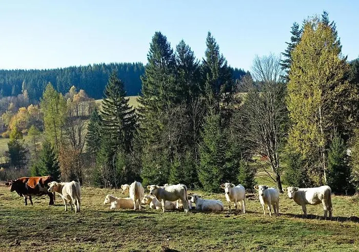 Sajmon So Saunou דירה *