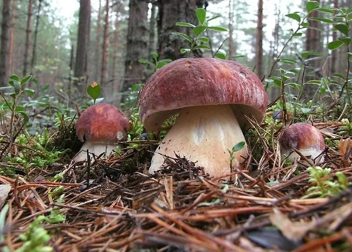 Sajmon So Saunou Apartman Trencsénmakó